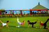 Asa Club Holiday Resort 